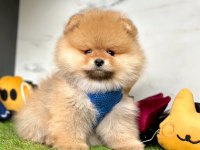 Sevimli Pomeranian Boo Yavrularımız