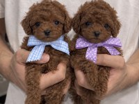 Üst Kalite Toy Poodle Yavrular