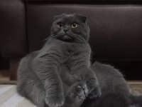 Scottish fold dişi