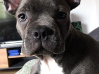 1.5 YAŞINDA DİŞİ BLUE FRENCH BULLDOG