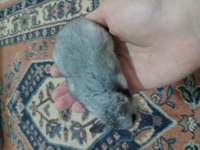 hepsi ücretsiz farklı renk hamsterlar uzun tüylü de var