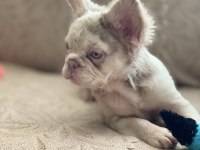 Bir birinden güzel 4 french bulldog yavrumuz