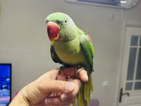Jumbo Boy Bilezikli Erkek Yavru Eğitmelik Alexander