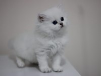 British longhair safkan