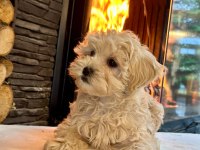 Teddy Surat Kore Kan Maltipoo Yavrularımız