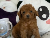 Kore Poodle