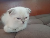 55 günlük british shorthair yavrular