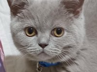 Ücretsiz sahiplendirme british shorthair
