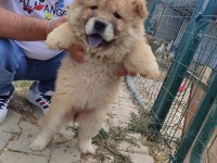 KÖPEKLERİMİZ 50 GÜNLÜKLER A KALİTE