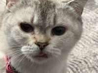 Burmilla cinsi kedimiz aşılı ve bakımlı