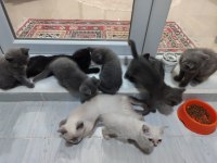 BRİTİSH VE SCOTTİSH YAVRULAR