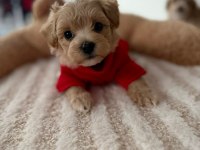 Maltipoo Yavrular