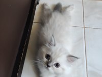 Chinchilla bebekler biz hazırız