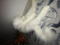 British shorthair 3.5 aylık