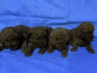 2 dişi ve 2 erkek Toy Poodle Yavruları