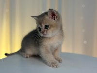 IRK VE SAĞLIK GARANTİLİ BLUE GOLDEN KEDİLERİMİZ