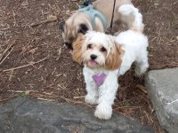 MALTİPOO BEŞ AYLIK DİŞİ