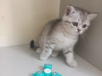 2 aylık british shorthair cinsi kediler