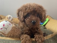Micro Boy Toy Poodle Kızımız Yeni Yuvasını Arıyor