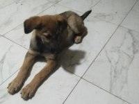 Sahibinden bakımlı köpeğimiz