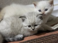 Sibirya Orman Kedisi