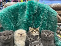 British shorthair ve longhair yavru kedilerimiz