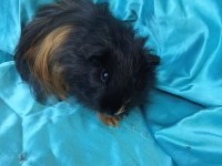 Harika Sheltie Erkek Yavru Ginepig