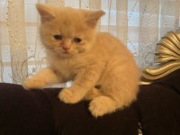 2 aylık orjinal british shorthair yavrularımız