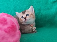 Golden British Shorthair yavrularımız hazır
