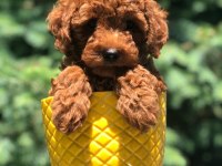 Mersin toy poodle yavrumuz
