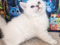 British shorthair silver