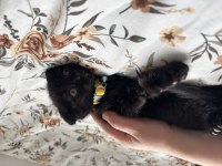 Yavru scottish fold kedime yeni yuva arıyoruz