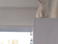 SCOTTİSH VE ANKARA KIRMASI TEK VAN KEDİSİ