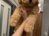 Poodle erkek yavru