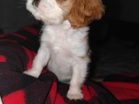 2 aylık safkan cavalier king charles yavrularım