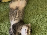 Scottish fold kedimiz