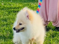 POMERANİAN BOO 4 AYLIK DİŞİ