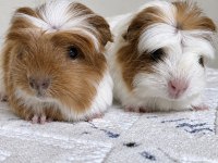 Safkan Coronet Guinea Pig Bebekler