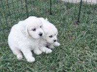 Scrli golden baby face golden retriever