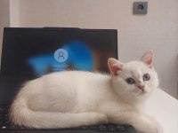 Oyun Delisi British Shorthair Fehmican