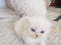 Scottish fold long hair yavruları