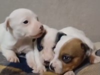Jack russell yavrular