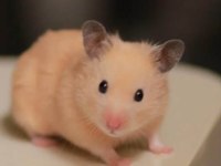 Hamster yavrular