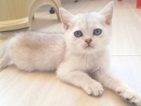 British shorthair kardeşler manisa