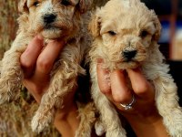 Toy Poodle