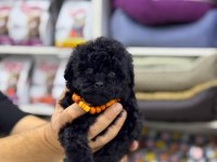 2 aylık siyah erkek maltipoo yavru