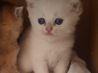 1 aylık pamuk british shorthair