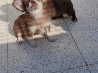 TEACUP LONGHAİR CHİHUAHUA ERKEK YAVRU
