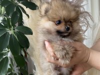 POMERANİAN BOO YAVRUMUZ YENİ YUVASINI ARIYOR