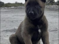 Malinois Belçika Kurdu Köpeği